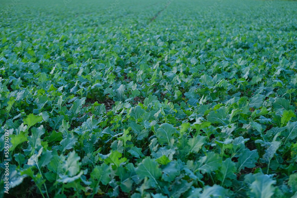field with green plants of winter rapeseed on big agriculture field, young green rapeseed field, background, texture from young plants, work in agronomic farm and production organic food field with green plants of winter rapeseed on big agriculture field, young green rapeseed field, background, texture from young plants, work in agronomic farm and production organic food