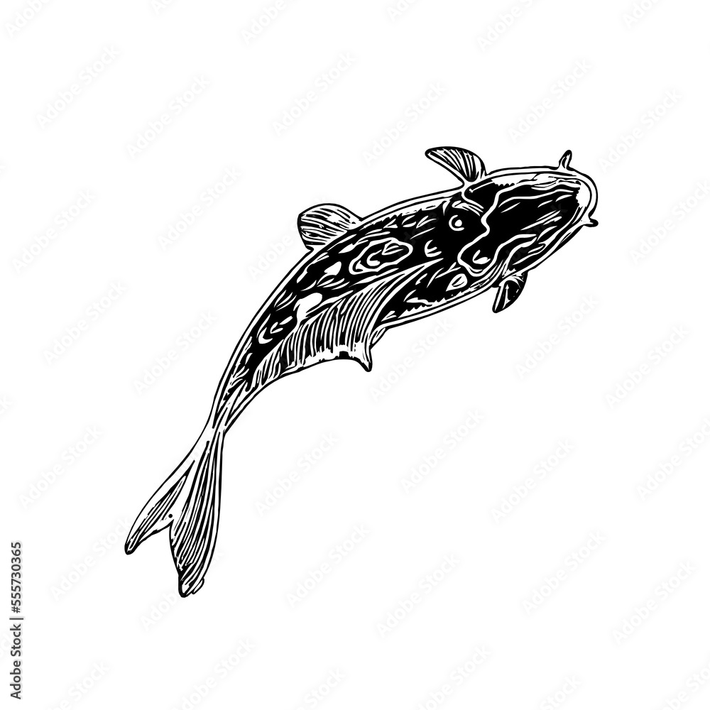 black and white drawing sketch of a koi fish with transparent