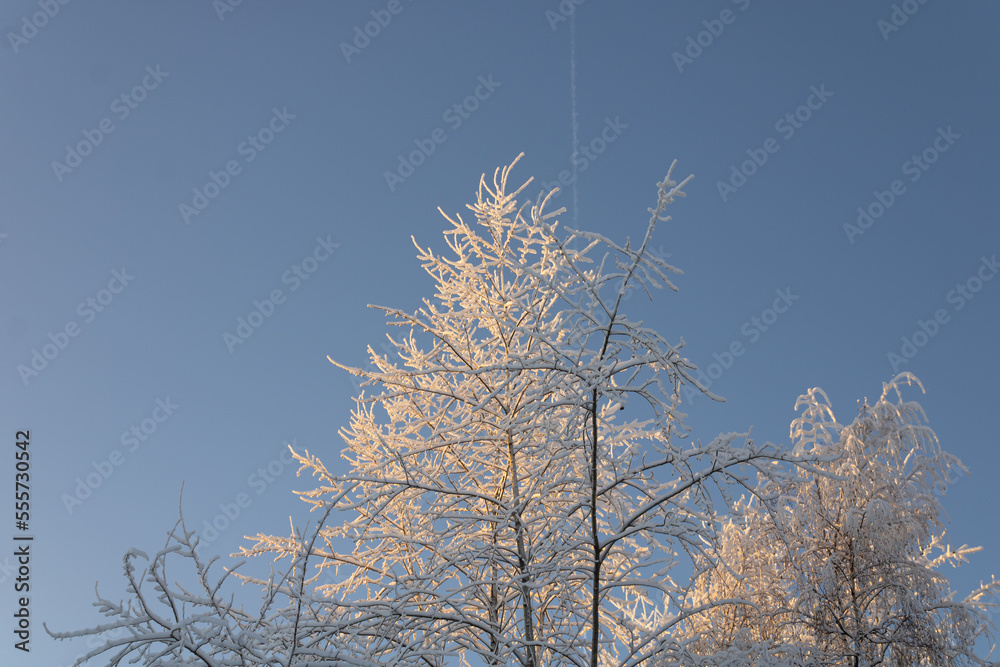 Snow-covered treetops with an airplane trail and clear sky in the background. Winter forest in the Far North of Russia.