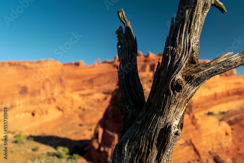 Tree Branch - Arches National Park