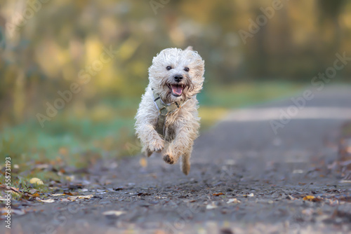 Hund rennt