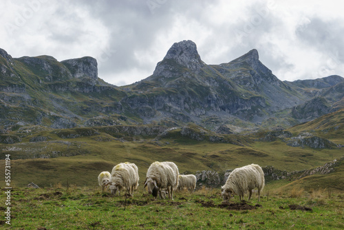 Group of white sheep in front of beautiful landscape in the pyrenees Mountains, Nouvelle-Aquitaine, France