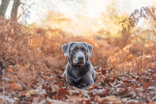 Plakat Silberner Labrador