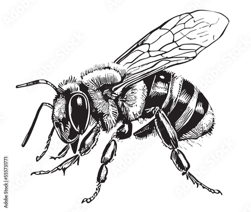 Bee side view hand drawn sketch Vector illustration
