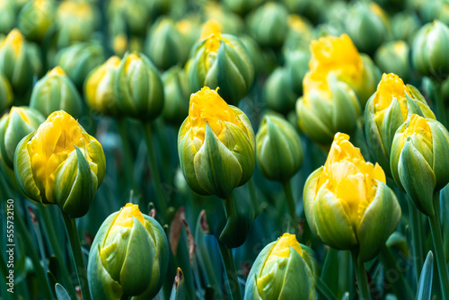 yellow tulips #555732150