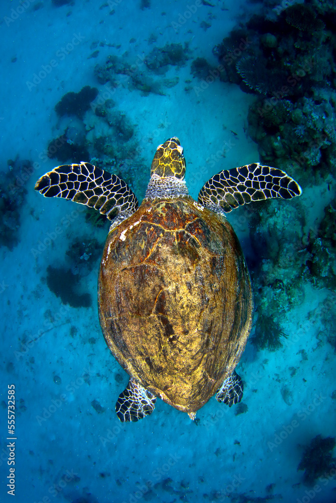 Obraz premium Tortuga verde nadando en el Mar Rojo