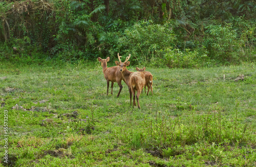 Indian Hog deer at Kaziranga National Park in Assam, India © Shantanav