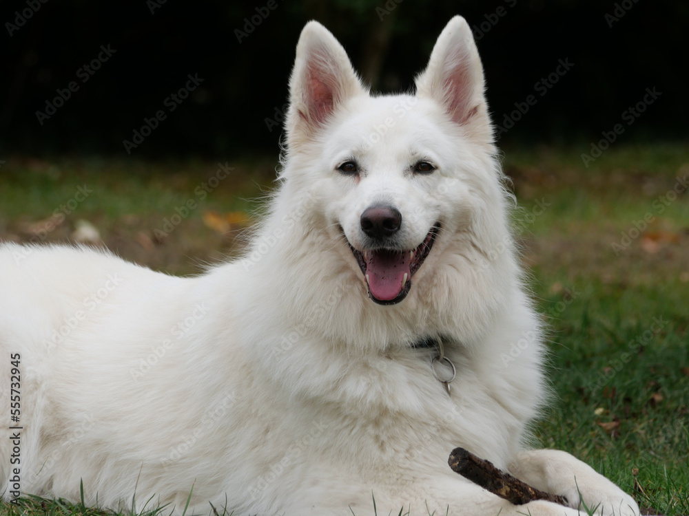 a swiss white shepherd dog is lying on grass, smiling to the photogaph