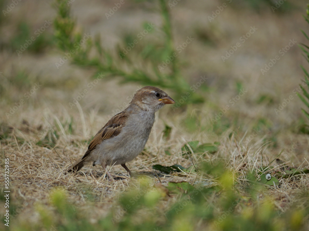 young chaffinch on the ground