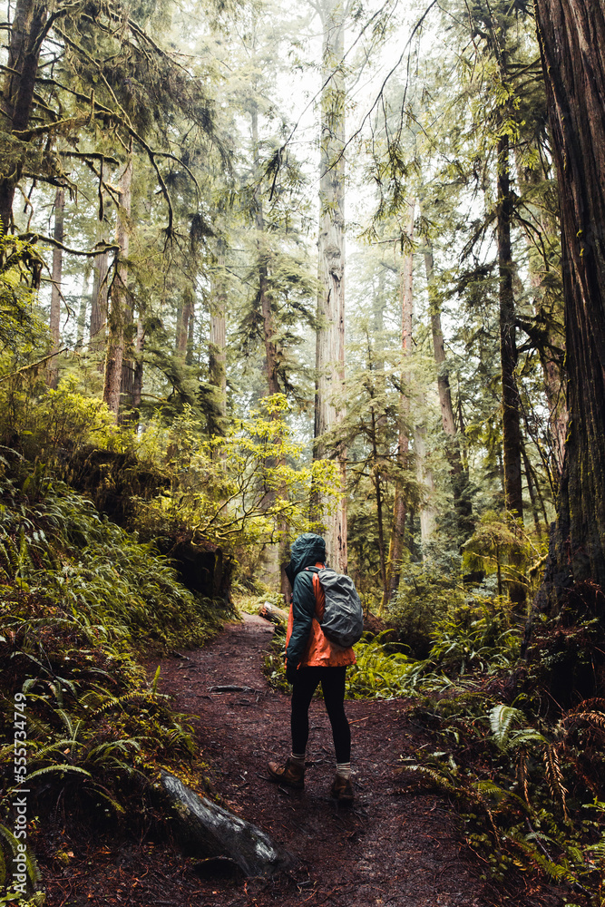 Hiking Through The Misty Forest 