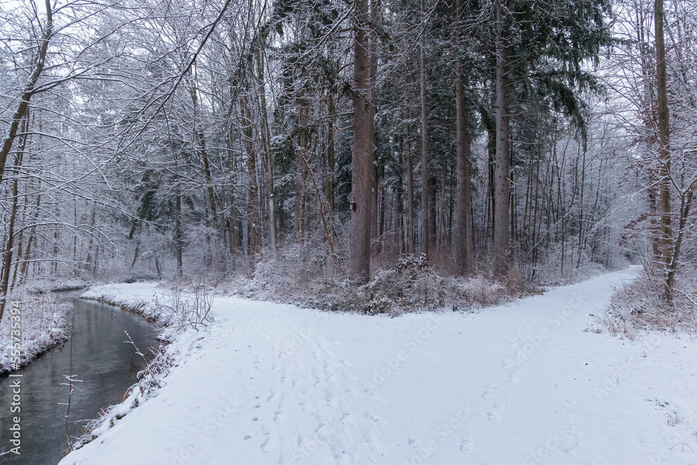 Winter snowy forest paths with snow cover in Sibenbrunn near Augsburg along the Brunnenbach stream Winter snowy forest paths with snow cover in Sibenbrunn near Augsburg along the Brunnenbach stream