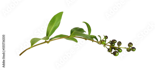 Twig of ligustrum with green leaves and black berries isolated on white or transparent background photo
