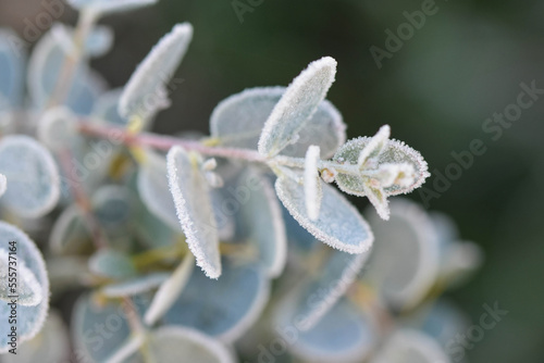 Eucalyptus gunnii plant  in winter. Zoom horizontal photo macro background HD frost blue background garden