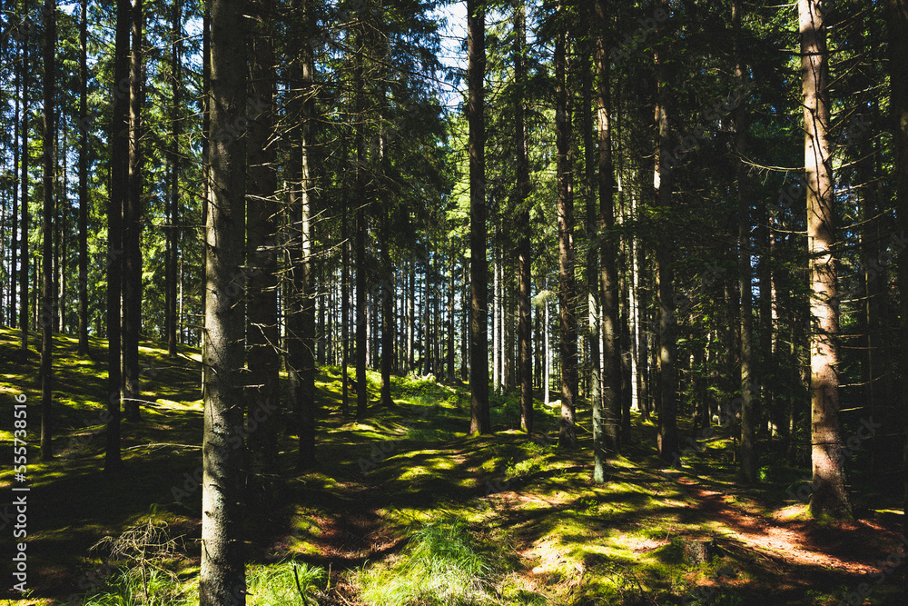 Naklejka premium Swedish forest