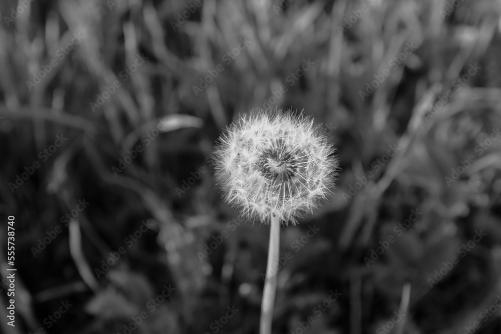Close-up a fluffy dandelion on the bon for post, screensaver, wallpaper, postcard, poster, banner, cover, website. A place for your design or text. Gray high quality photo Close-up a fluffy dandelion on the bon for post, screensaver, wallpaper, postcard, poster, banner, cover, website. A place for your design or text. Gray high quality photo