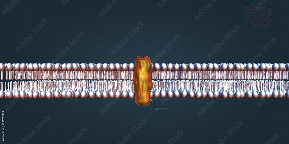 The beta 1 receptor is vital for the normal physiological function of ...