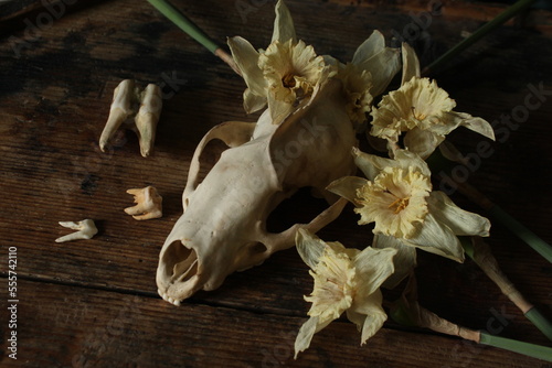 animal skull and flowers