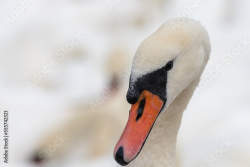 Head shot of a mute swan (cygnus olor) photo