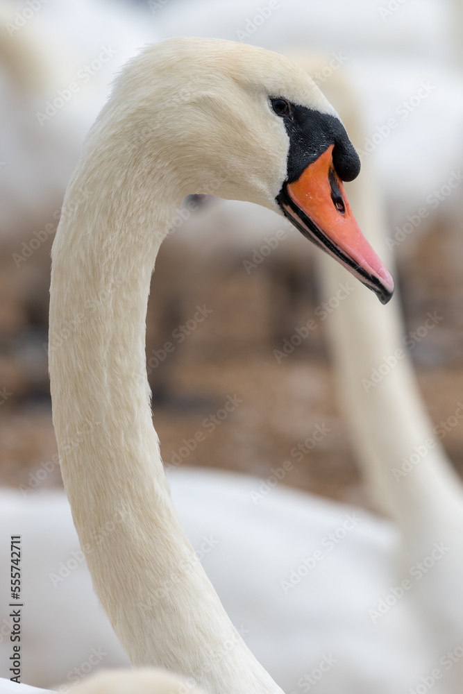 Fototapeta premium Head shot of a mute swan (cygnus olor)