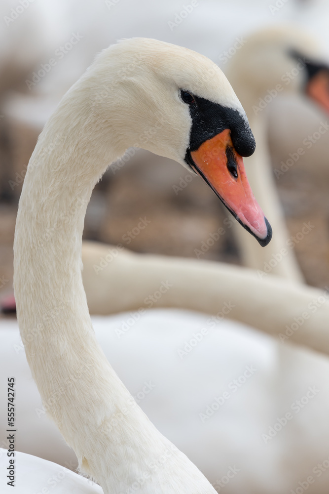 Obraz premium Head shot of a mute swan (cygnus olor)