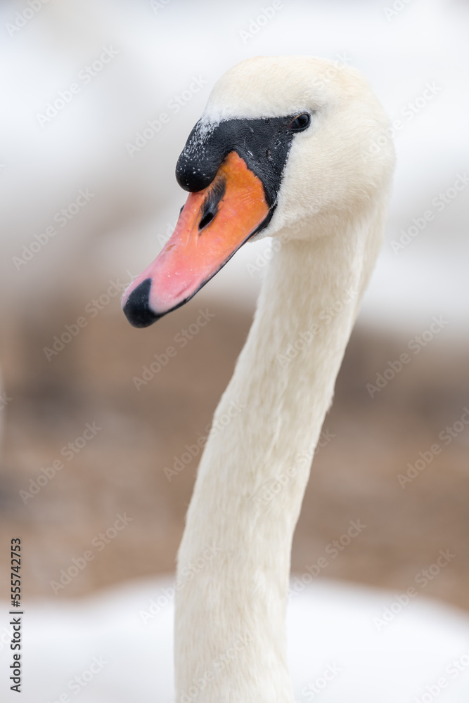 Fototapeta premium Head shot of a mute swan (cygnus olor)