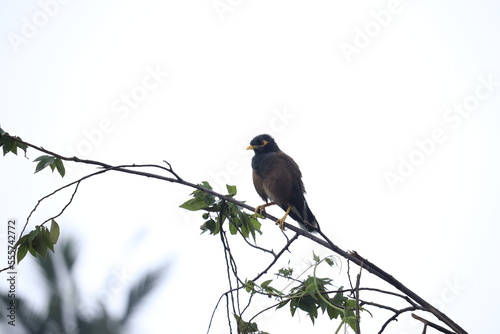 blackbird on a branch
