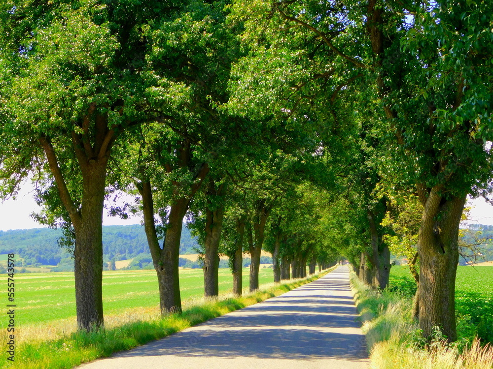 A tree-lined avenue in which the road it's