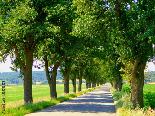 A tree-lined avenue in which the road it's © Frantem