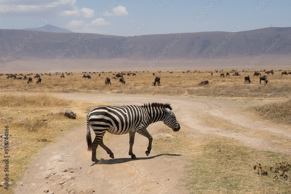 Naklejka premium A Zebra Crossing in Tanzania