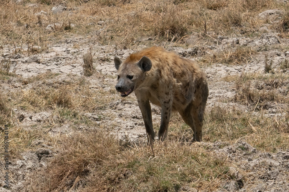 A Spotted Hyena in Tanzania