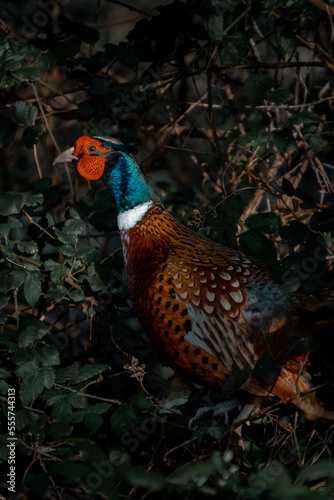 Close up of european common pheasant in dark backgroun hidden in the galician bush