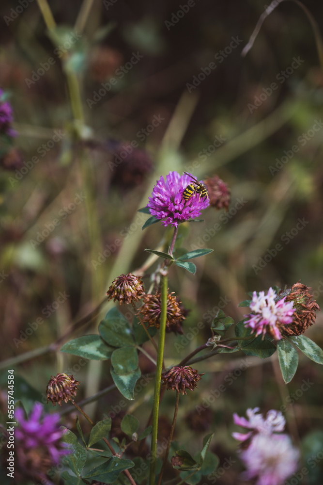 Detail shot of clover with a bee - nature and environment Detail shot of clover with a bee - nature and environment