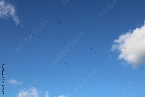 Migrating geese over the Blockland in Bremen