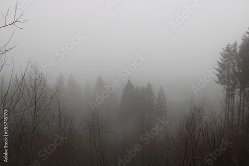 Fog and spruce trees | Mountainbiking close to Osnabrück in the Teutoburg Forest