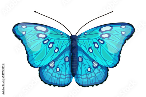 Colorful butterfly, winged insect.Vector graphics.