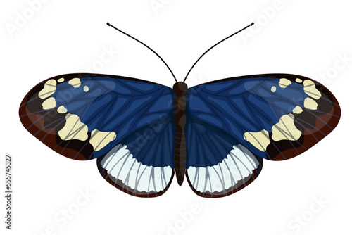 Colorful butterfly, winged insect.Vector graphics.