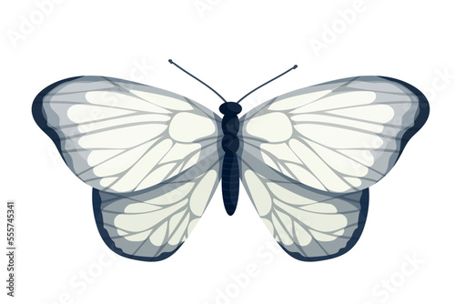 Colorful butterfly, winged insect.Vector graphics.