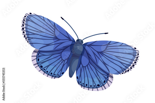 Colorful butterfly, winged insect.Vector graphics.