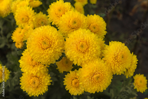 Yellow chrysanthemum fall beautiful flowers