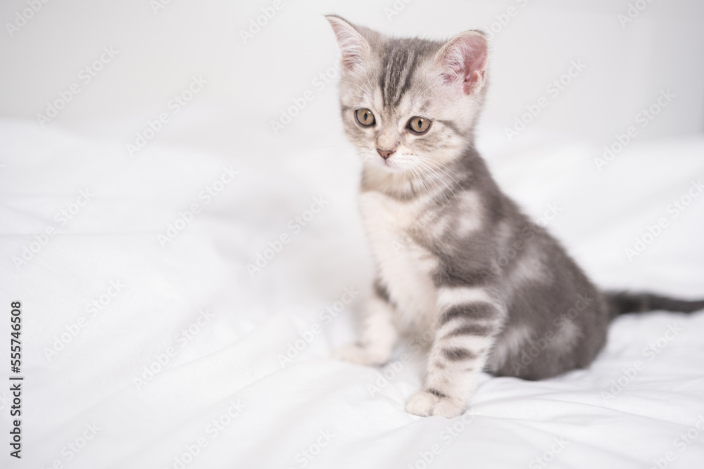 A funny gray kitten sits in a cozy white bed.