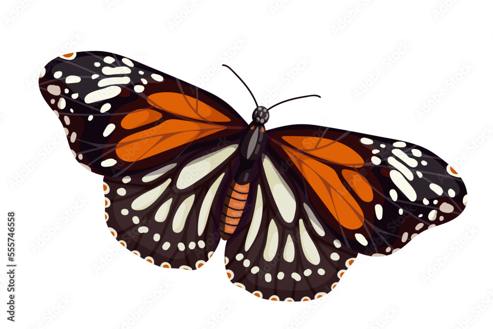 Fototapeta premium Colorful butterfly, winged insect.Vector graphics.