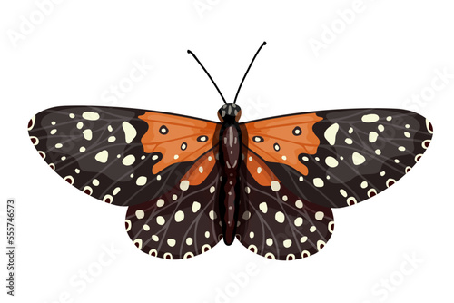 Colorful butterfly, winged insect.Vector graphics.