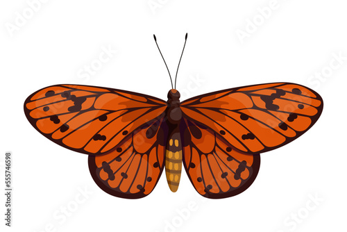 Colorful butterfly, winged insect.Vector graphics.