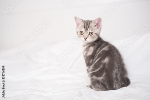 A funny gray kitten sits in a cozy white bed.
