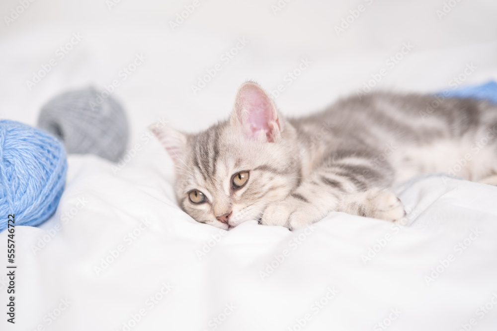 Gray striped kitten sleeping with balls of yarn on white bed. Scottish kitten for a postcard or calendar.