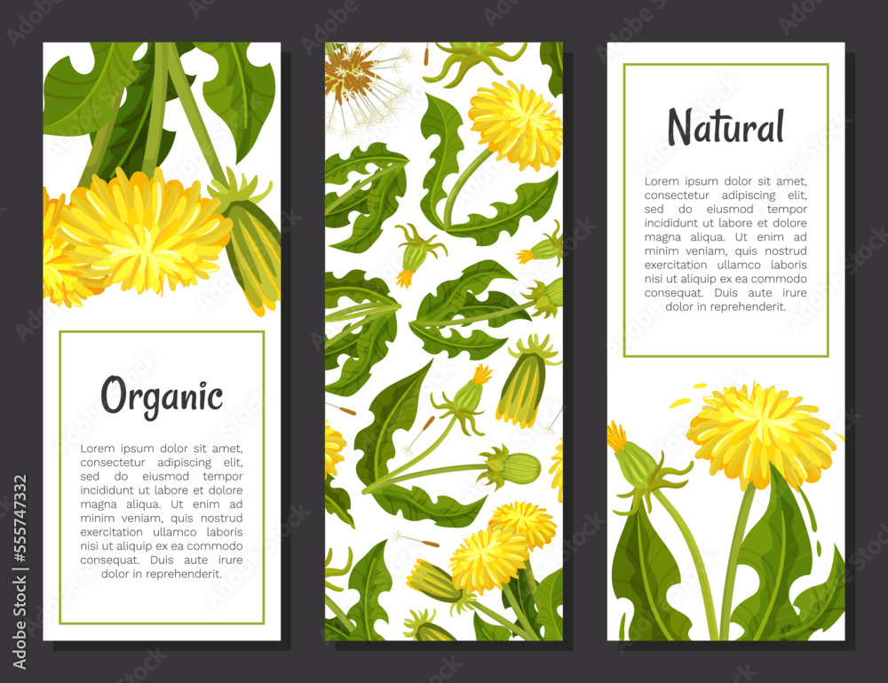Dandelion Banner Design with Flowering Plant with Yellow Flower Head Vector Template