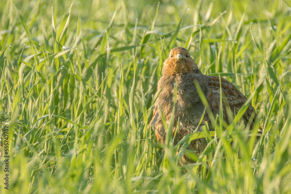 partridge on the grassland partridge on the grassland