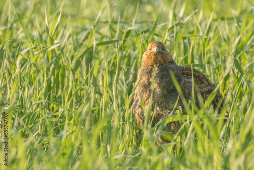 partridge on the grassland