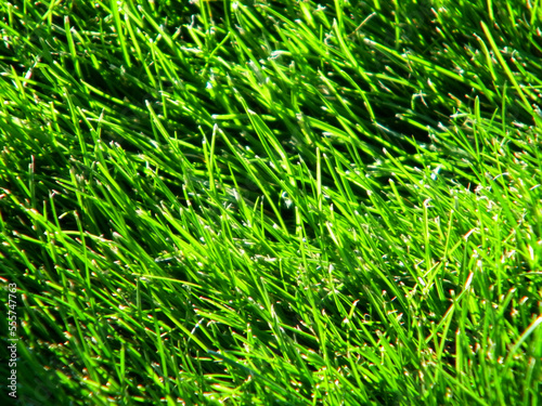 Closeup of Lush Green Grass