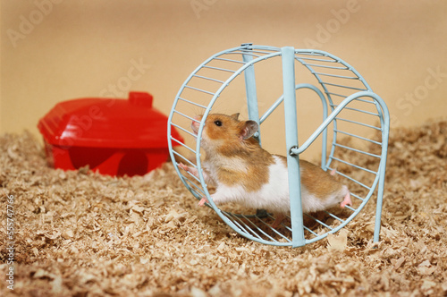 Hamster Running on Wheel photo